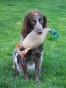 Ps plemena:  > Dlouhosrst oha z Pont-Audemer (Pont-Audemer Spaniel)