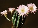 Fotky: Echinopsis (foto, obrazky)