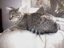 Koky:  > Egyptsk mau (Egyptian mau)