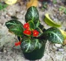 Episcia