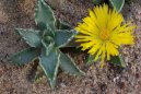 Pokojov rostliny:  > Faukrie, (Faucaria tigrina)