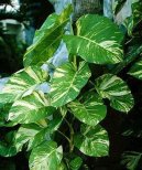 Filodendron