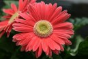 :  > Gerbera (Gerbera jamesonii)