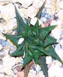 :  > Haworthie (Haworthia)