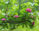 :  > Hloh Obecn (Crataegus oxyacantha)