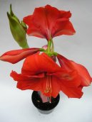 Pokojov rostliny:  > Hvzdnk, zornice, amarylis (Hippeastrum)