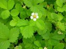 :  > Jahodnk obecn (Fragaria vesca L)