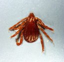 Ps plemena:  > Kl횝ata a Boreliza (Ticks and fleas)