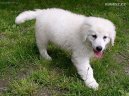 Kuvasz