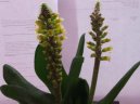 :  > Lachenalia