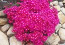 :  > Lampranthus (Lampranthus roseus)