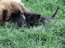 Leonberger