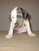 Ps plemena:  > Louisiana Catahoula (Nrodn plemeno sttu Louisiana)