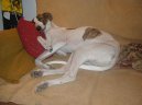 Ps plemena:  > Maarsk chrt (Hungarian Greyhound)