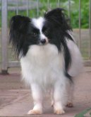 Ps plemena:  > Mal kontinentln panl (Continental Toy Spaniel / Epagneul nain Continental)