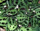 Fotky: Maranta (foto, obrazky)