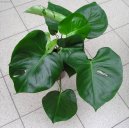 Fotky: Monstera (foto, obrazky)