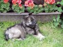 Ps plemena:  > Nmeck pic vl (Deutscher spitz  Wolfspitz, Keeshound)