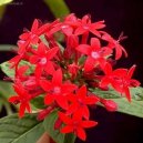 :  > Pentas, ptkovec (Pentas)