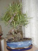 Podocarpus