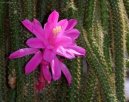 Aporocactus