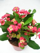 :  > Pryec ziv, Kristova koruna (Euphorbia milii)