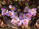 Pokojov rostliny:  > afrn (Crocus)