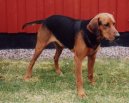 Ps plemena:  > Schillerv honi (Schillerstovare, Schiller Hound)