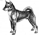 Ps plemena:  > Shikoku-Inu (Shikoku)