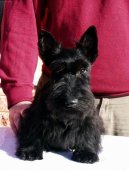 Ps plemena:  > Skotsk terir (Scottish Terrier)