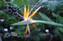 Pokojov rostliny:  > Strelcie (Strelitzia)