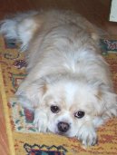 Ps plemena:  > Tibetsk panl (Tibetan Spaniel)