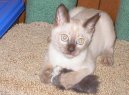 :  > Tonkinsk koka (Tonkinese Cat)