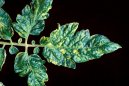 :  > Virov onemocnn (Virus diseases of plants)