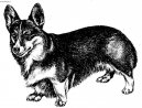 Ps plemena:  > Welsh Corgi Pembroke