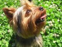 Ps plemena:  > Yorkrsk terier (Yorkshire Terrier)