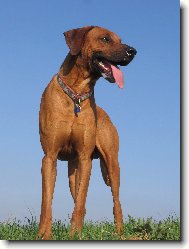 Rhodesky ridgeback