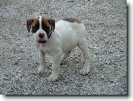 american bulldog /typ standart/