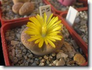 kvetouc Lithops