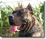 dogo canario