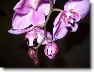 orchidej phalaenopsis