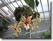 Stanhopea hernandezii