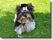 Biewer Yorkshire Terrier