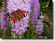 Liatris