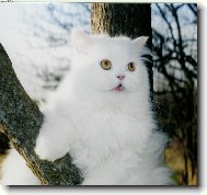 White Persian