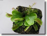 masorav mucholapka podivn a drosera capensis