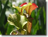 Sarracenia flava