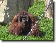 orangutan