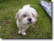 Lhasa apso