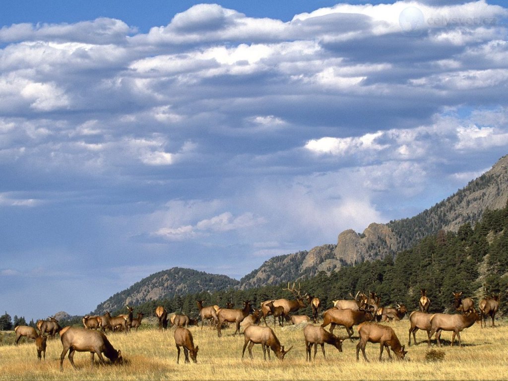 Foto: Elk Herd, Colorado